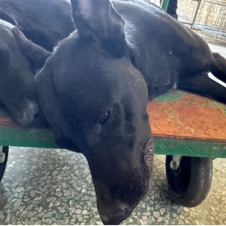 台南市已領養狗 混種犬