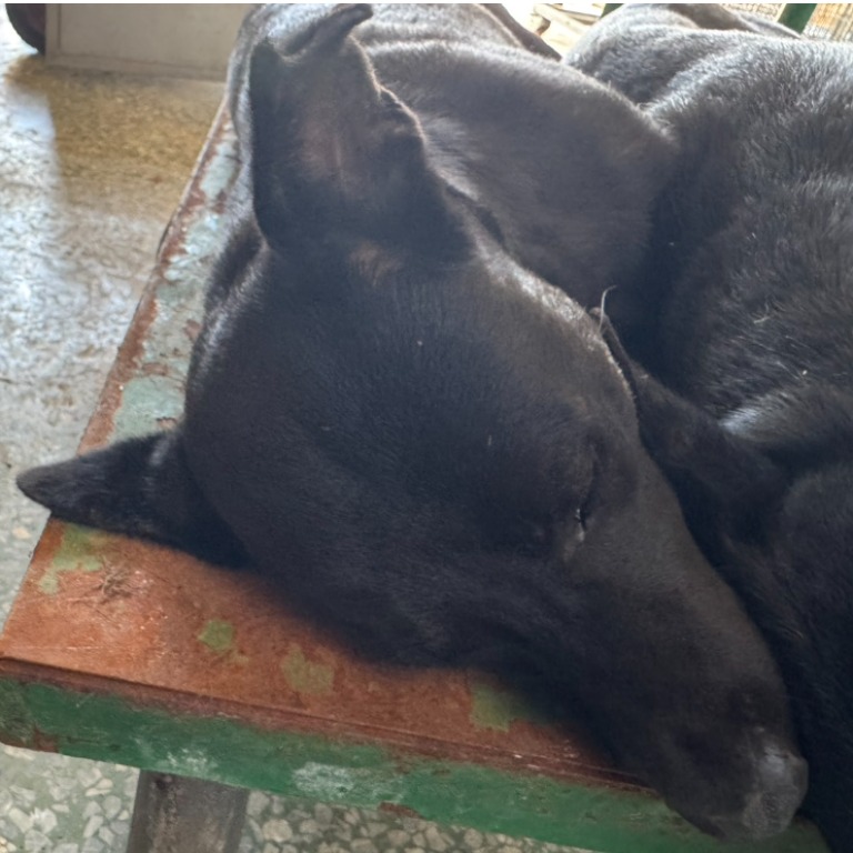 台南市已領養狗 混種犬