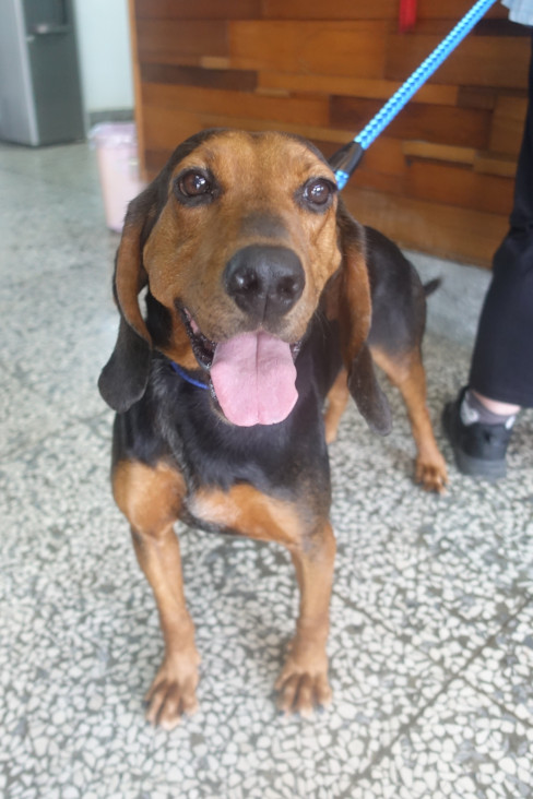 宜蘭縣已領養狗 混種犬