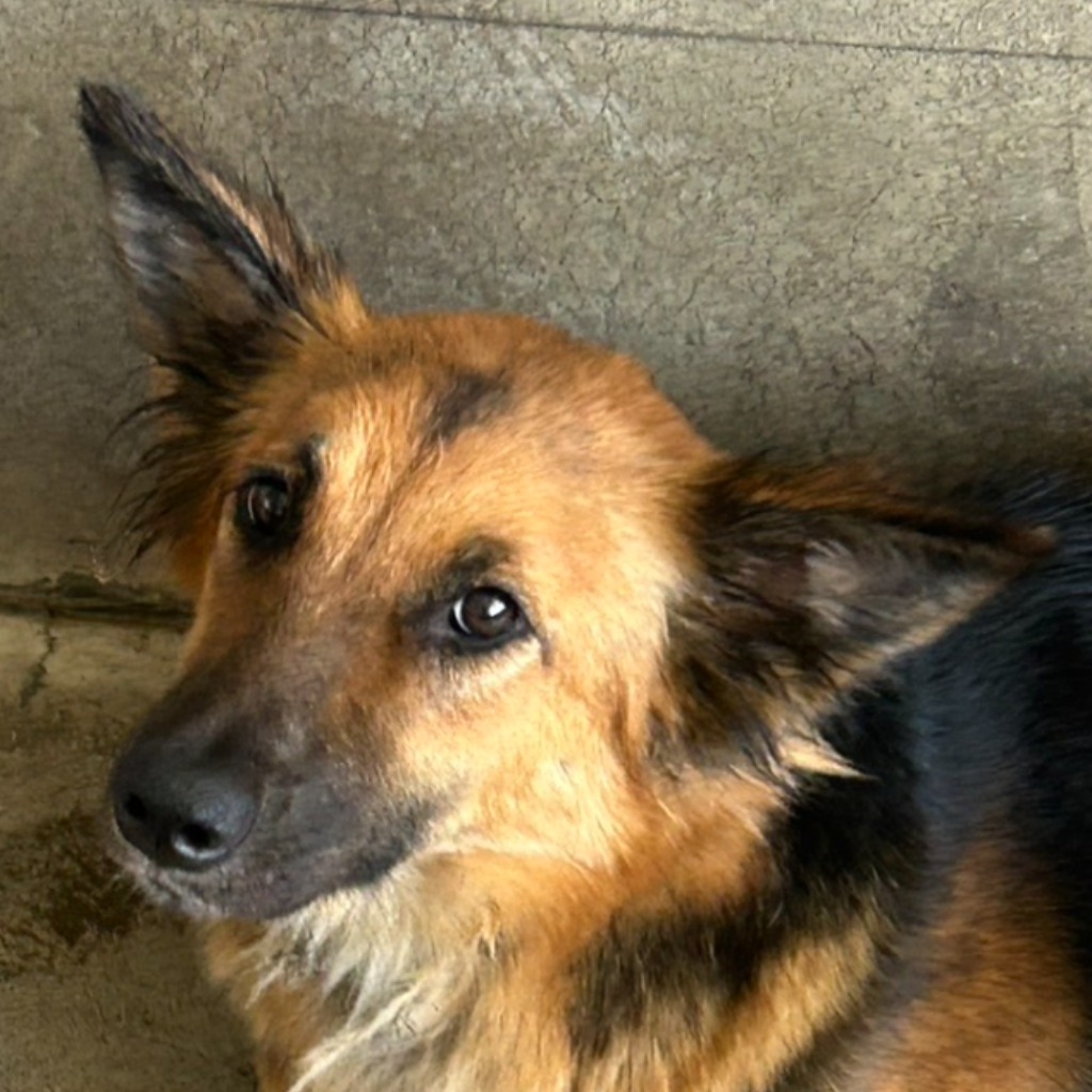 澎湖縣已領養狗 混種犬