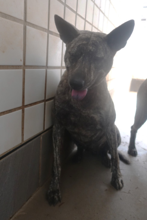 宜蘭縣已領養狗 混種犬
