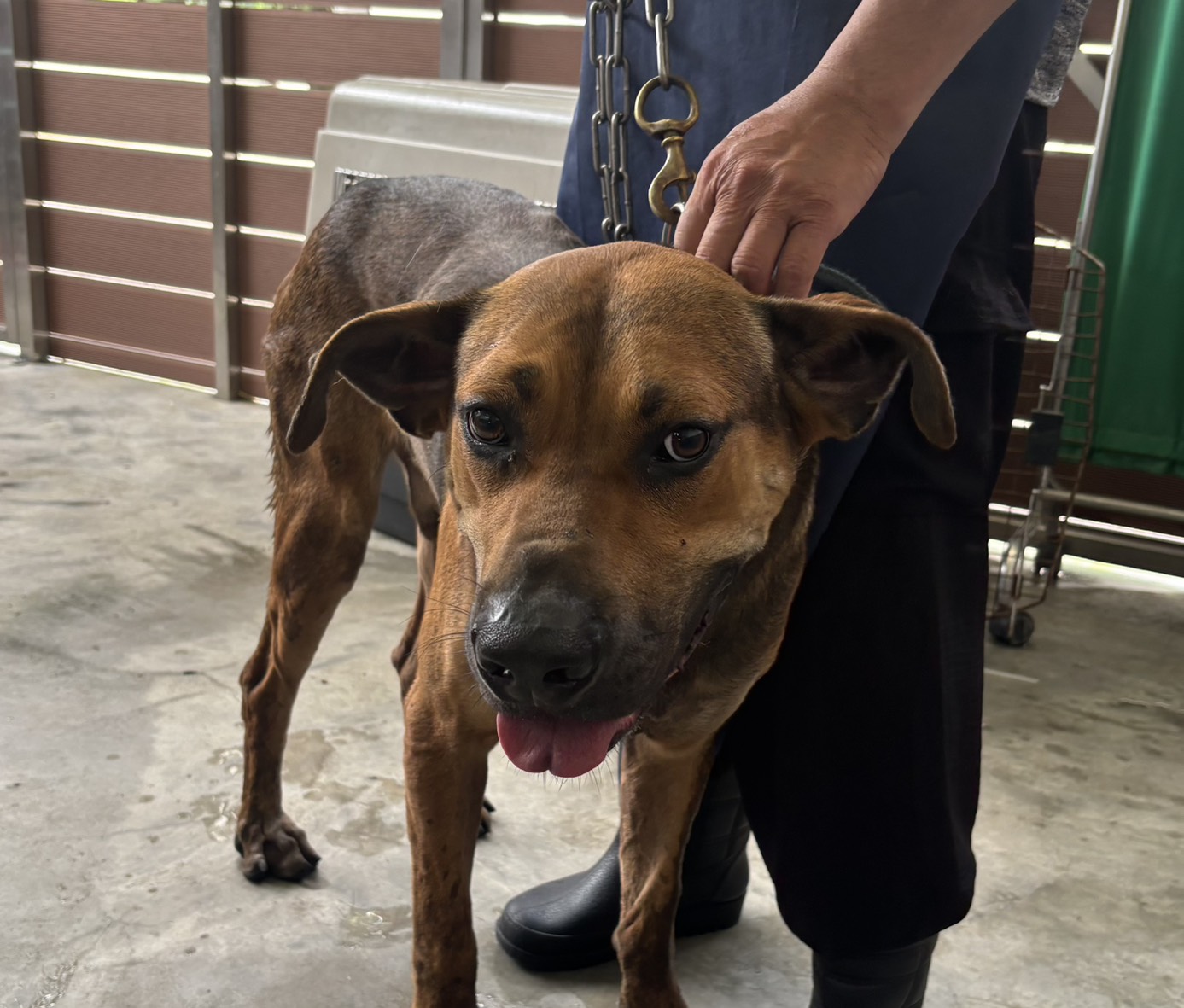 新北市已領養狗 混種犬