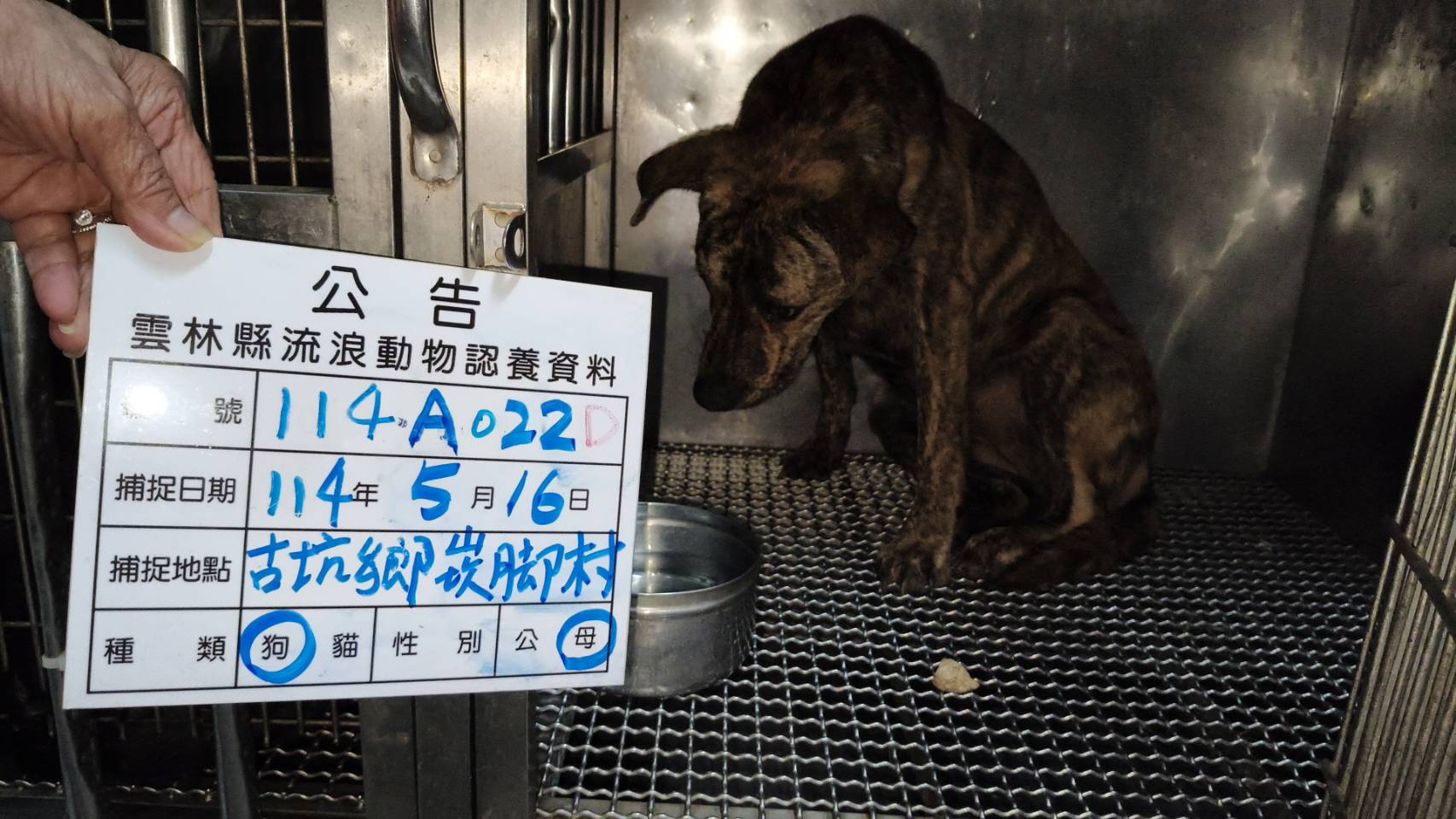 雲林縣已領養狗 混種犬