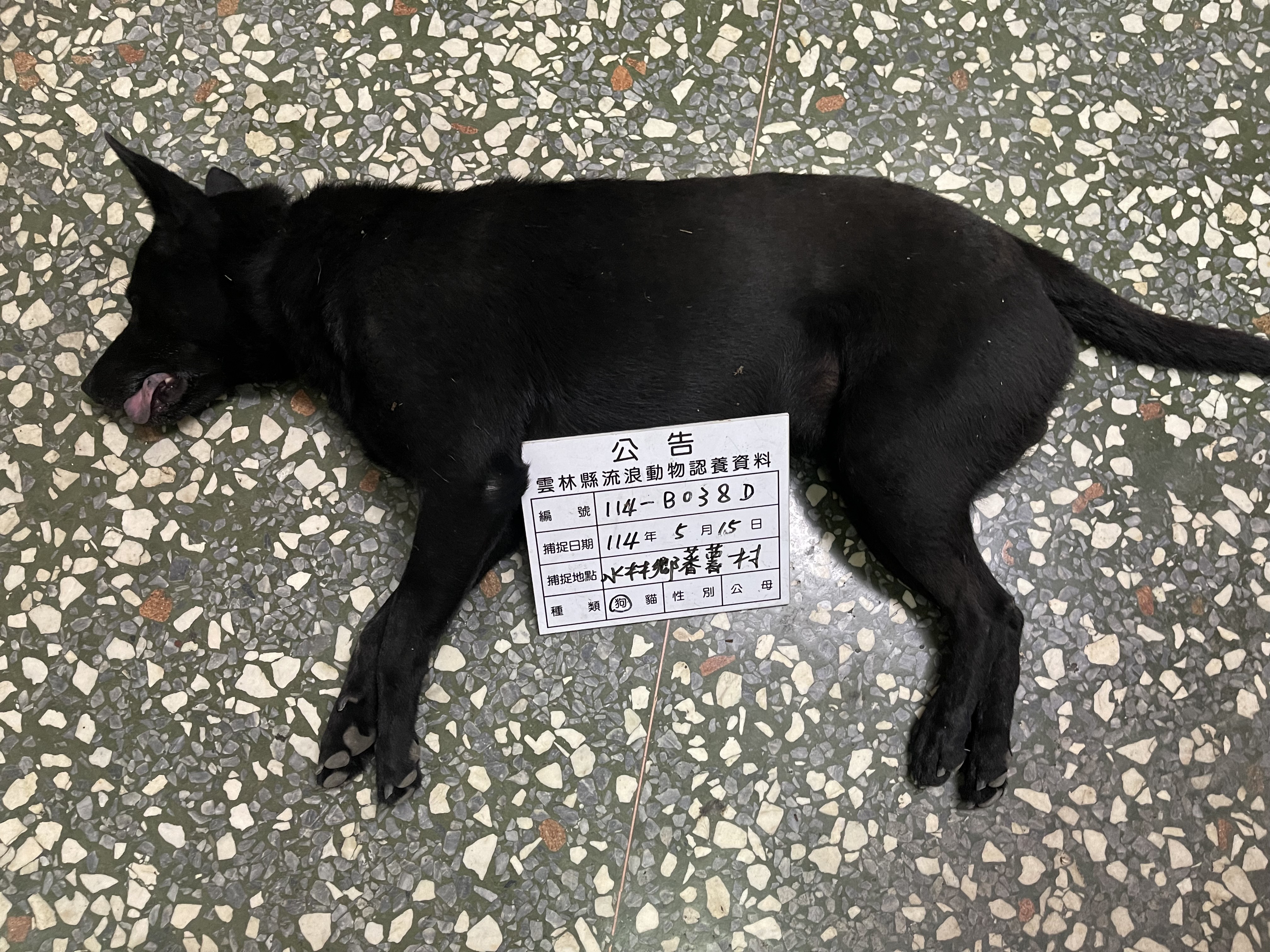 雲林縣已領養狗 混種犬