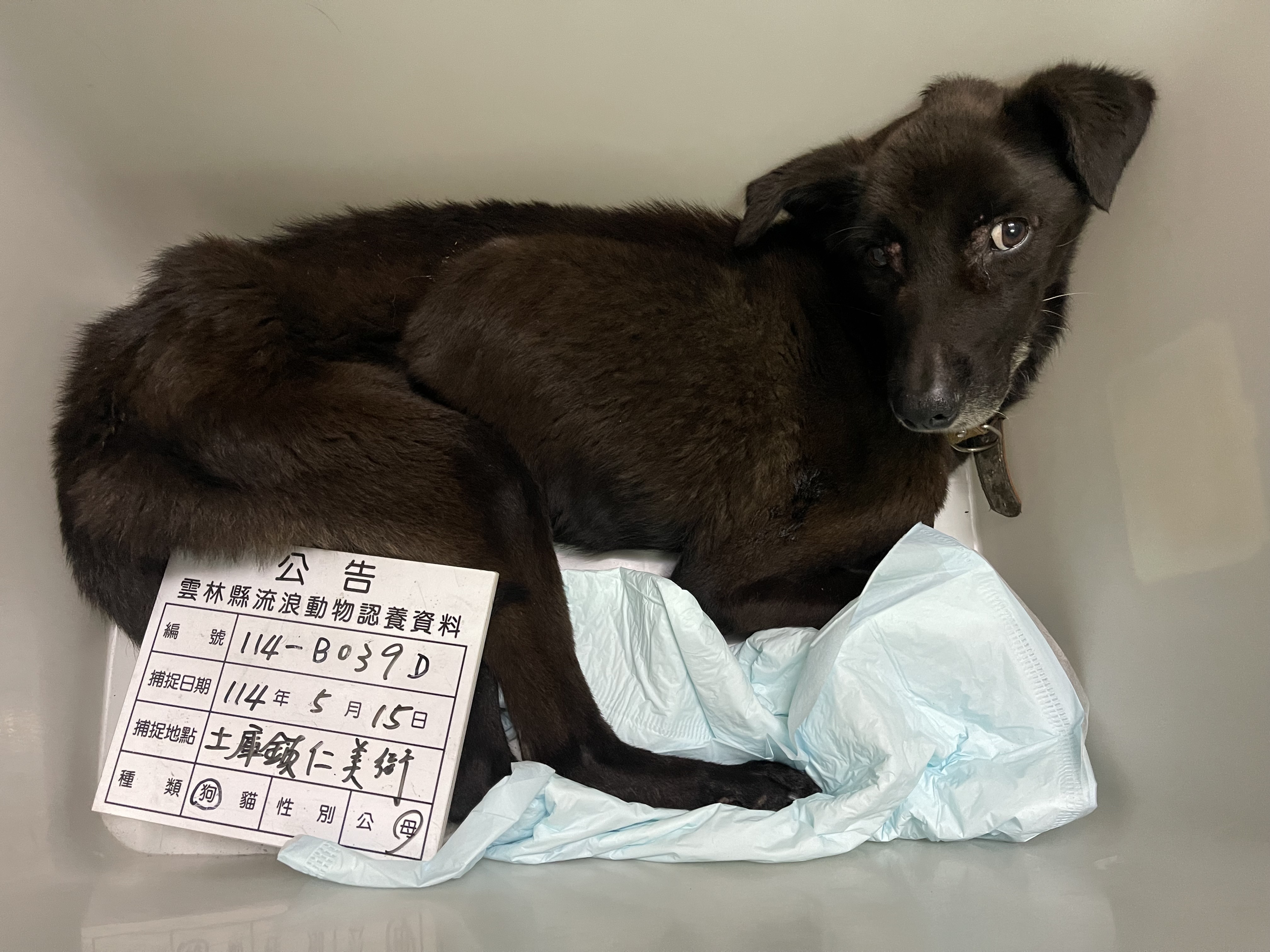 雲林縣已領養狗 混種犬