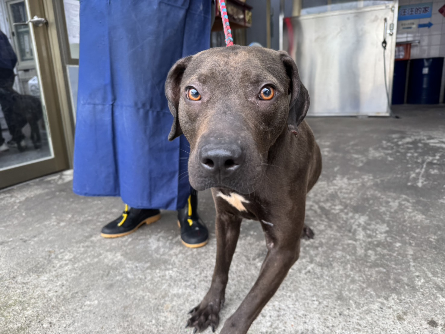新北市已領養狗 比特犬