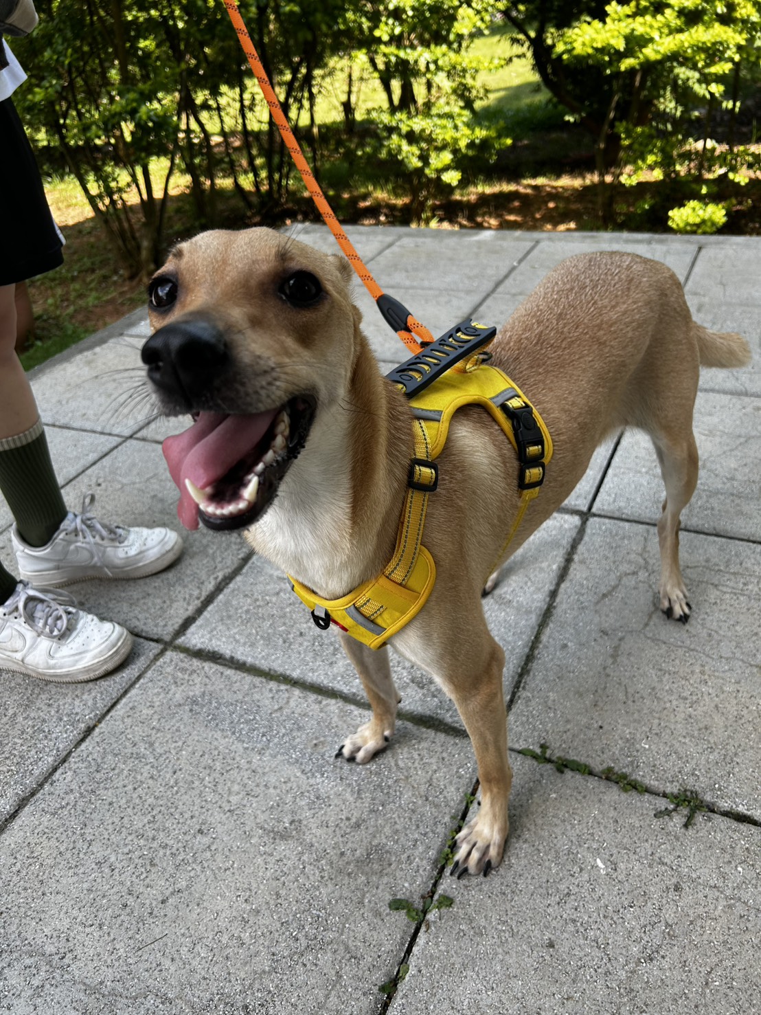 台中市已領養狗 混種犬