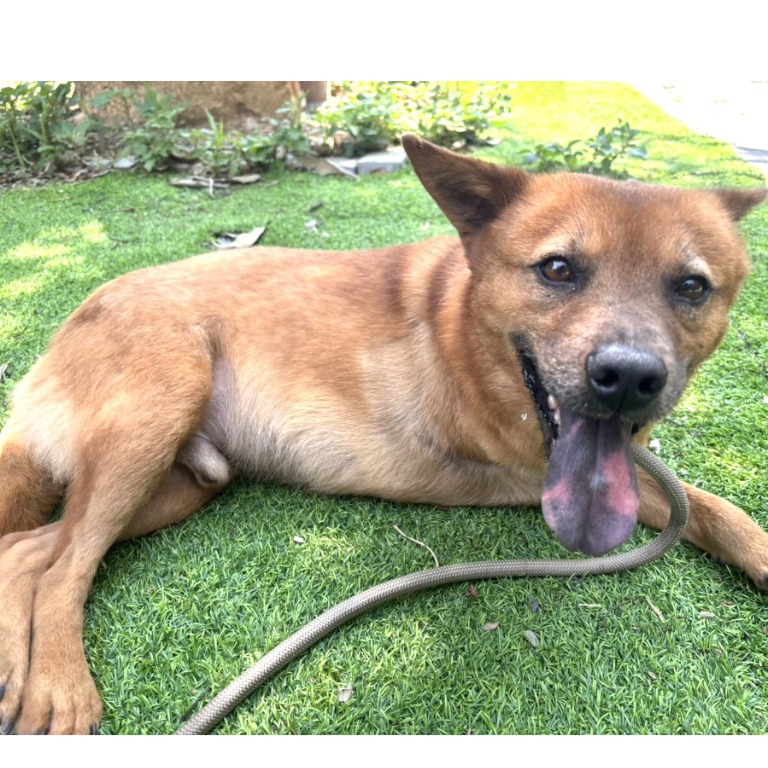 新竹縣已領養狗 混種犬