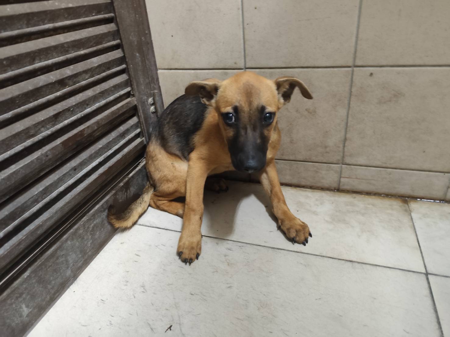 高雄市已領養狗 混種犬
