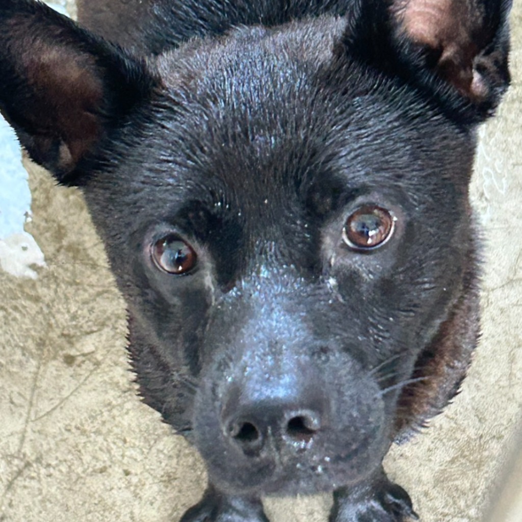 澎湖縣已領養狗 混種犬