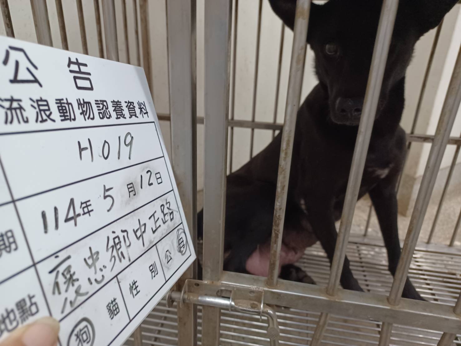 雲林縣已領養狗 混種犬