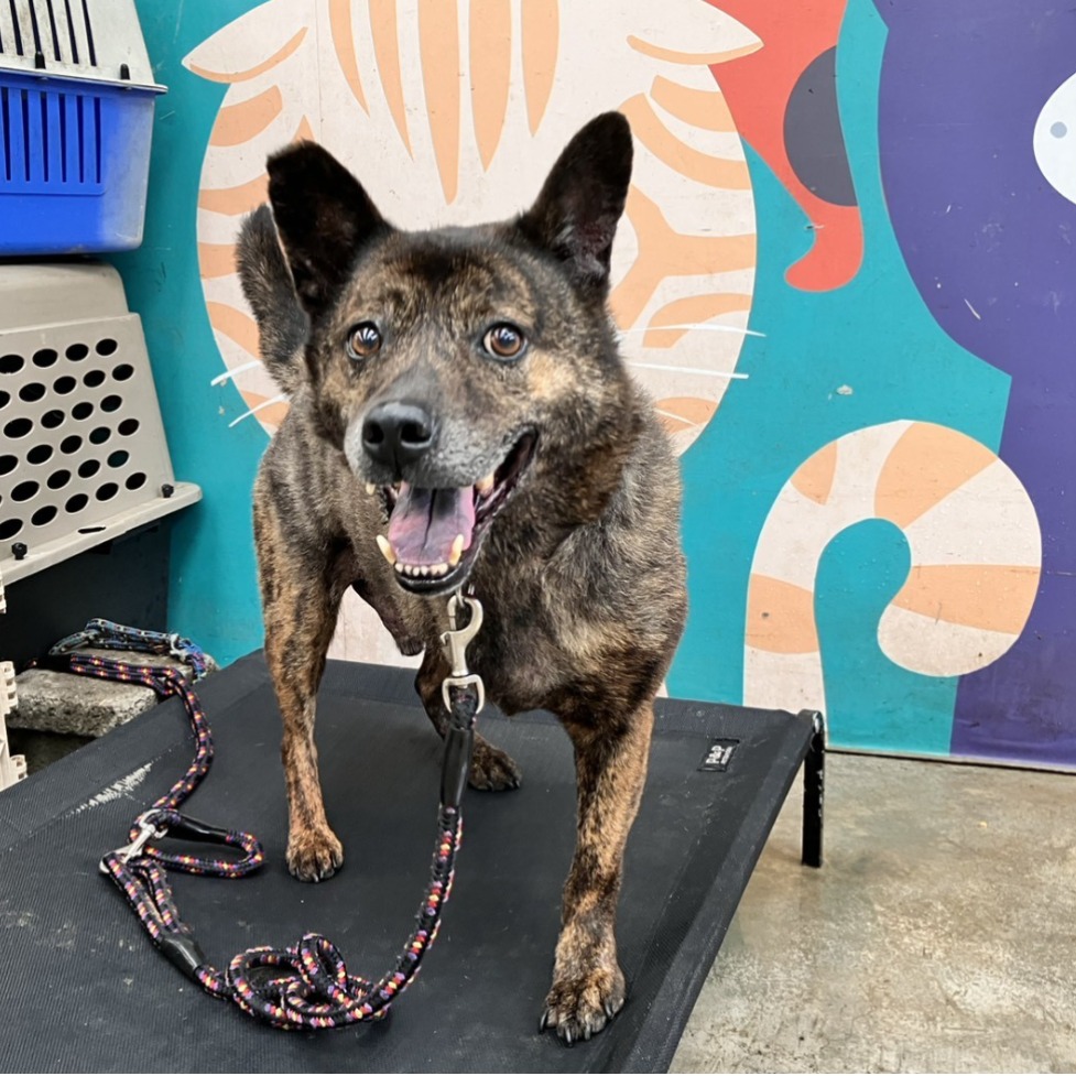 新北市已領養狗 混種犬