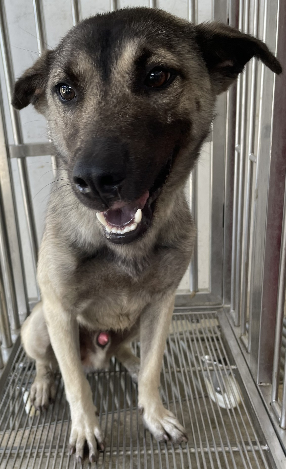 花蓮縣已領養狗 混種犬