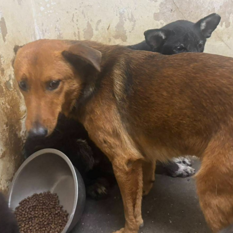 台北市已領養狗 混種犬