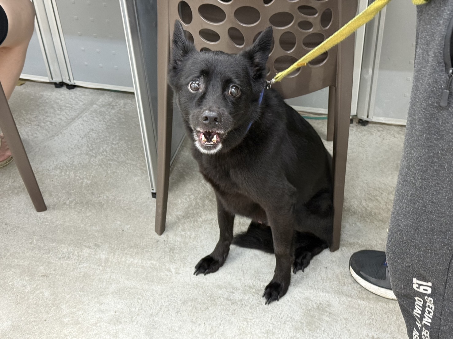 台北市已領養狗 混種犬