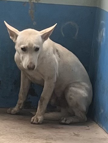 苗栗縣已領養狗 混種犬