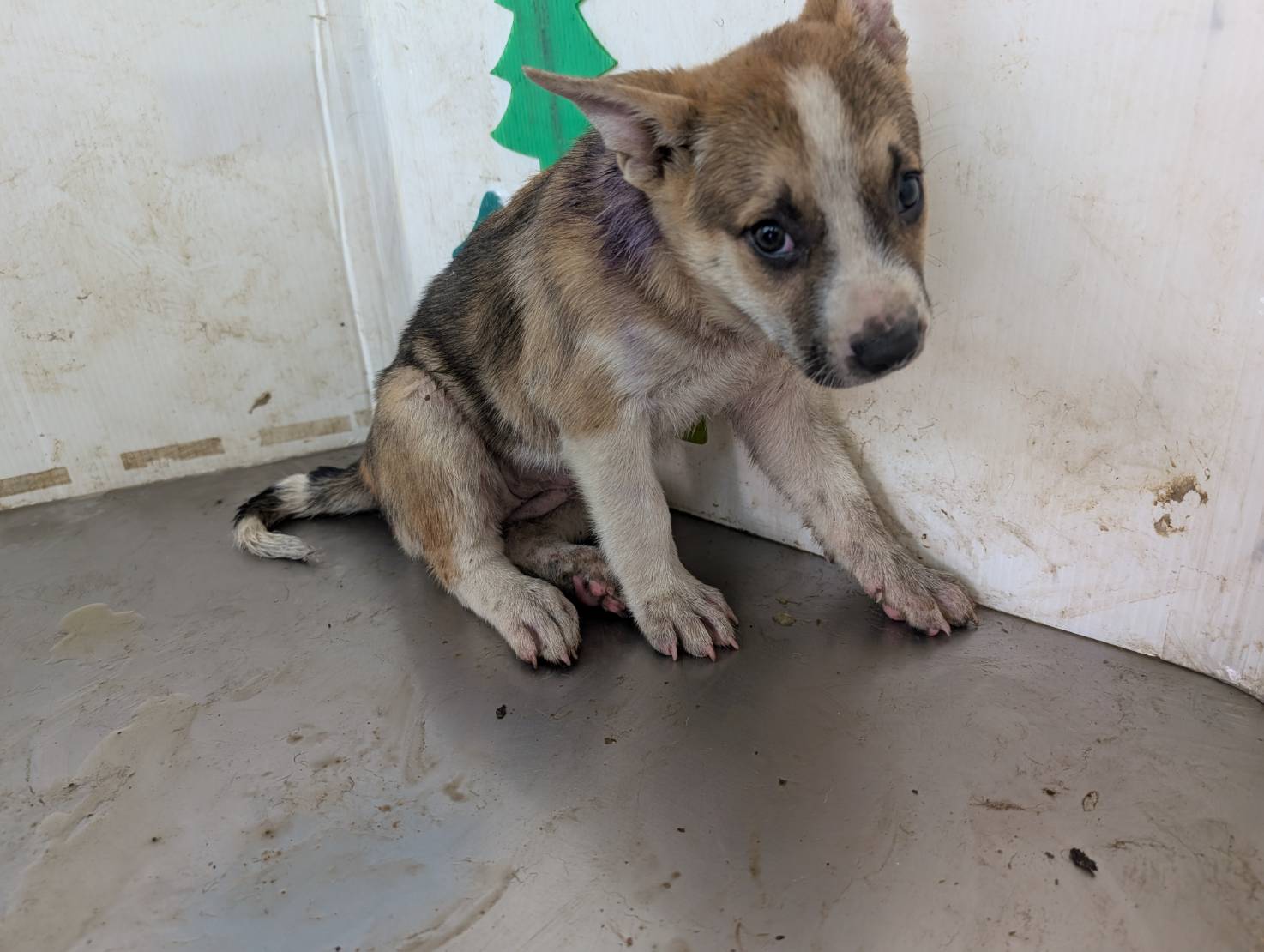 高雄市已領養狗 混種犬
