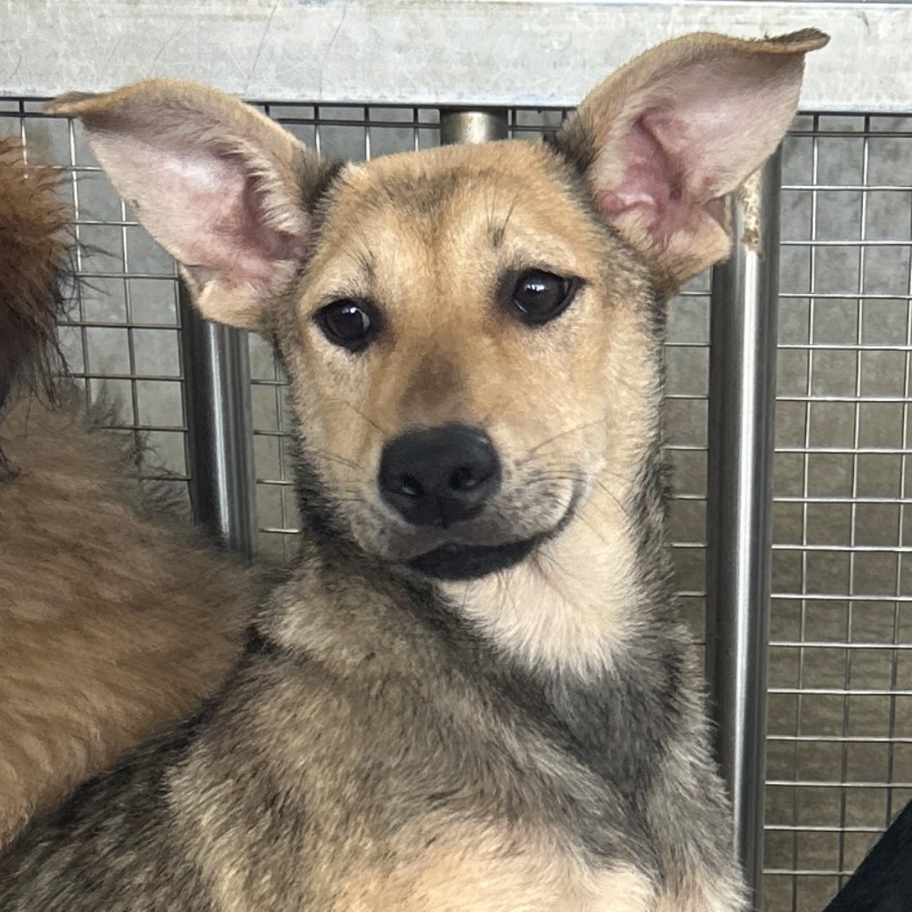 澎湖縣已領養狗 混種犬