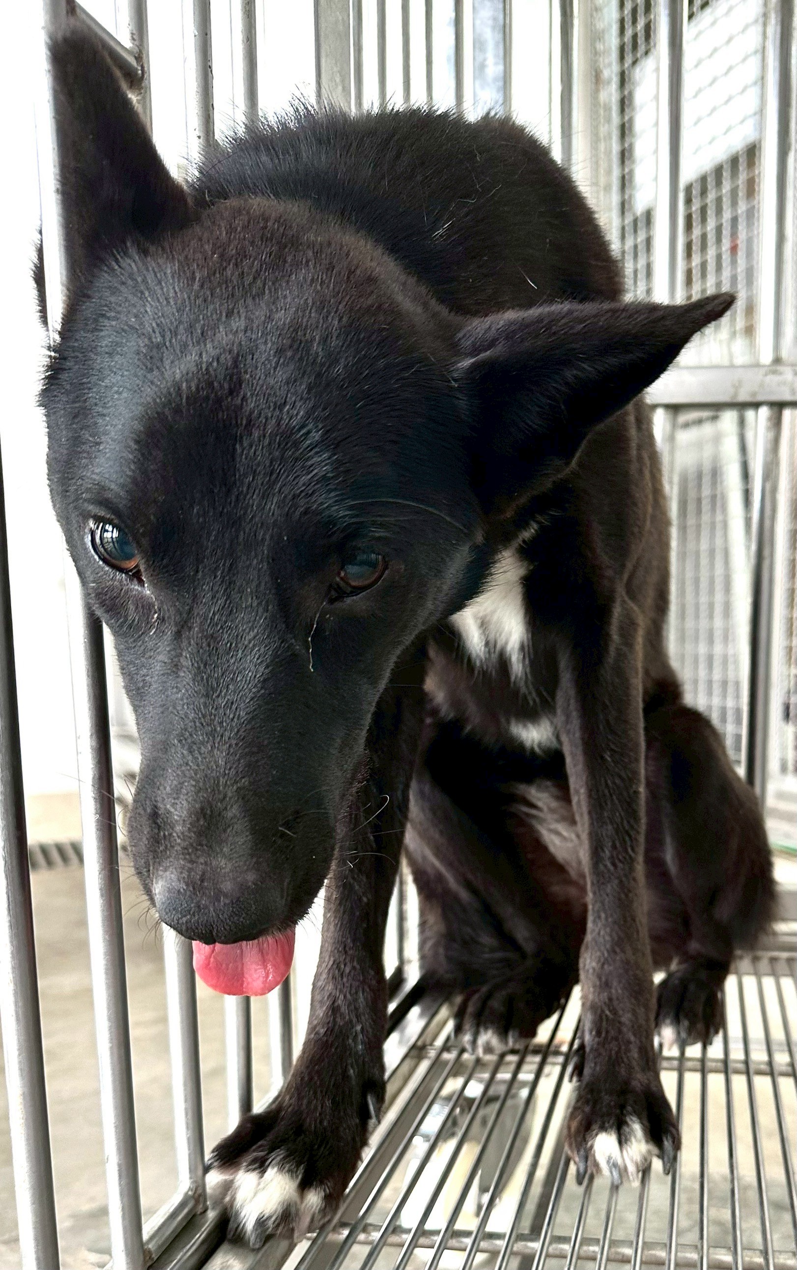 花蓮縣已領養狗 混種犬