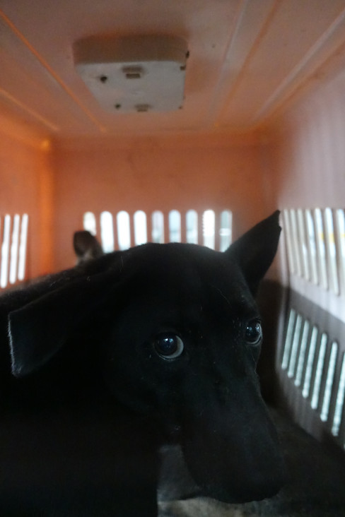 宜蘭縣已領養狗 混種犬