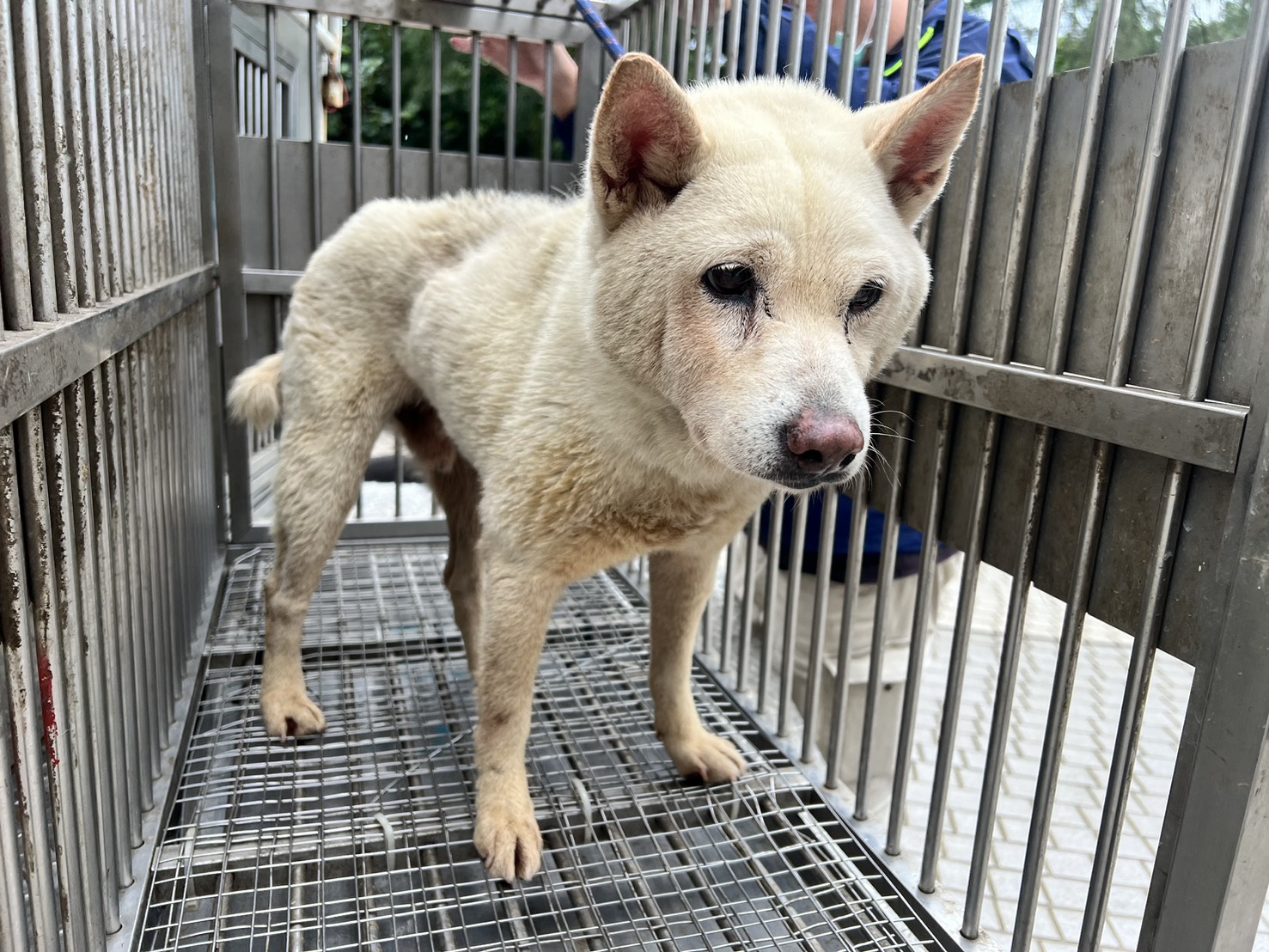 桃園市待認養狗 柴犬
