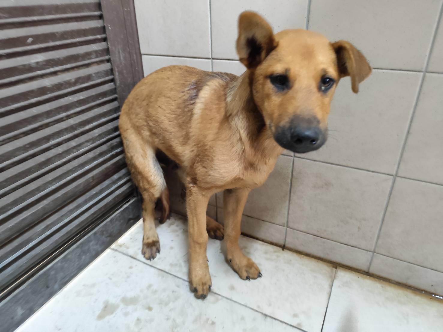 高雄市已領養狗 混種犬