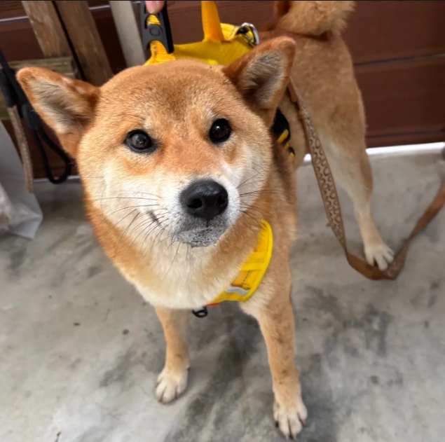 新北市已領養狗 柴犬