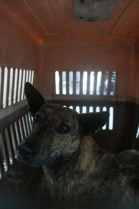 宜蘭縣已領養狗 混種犬