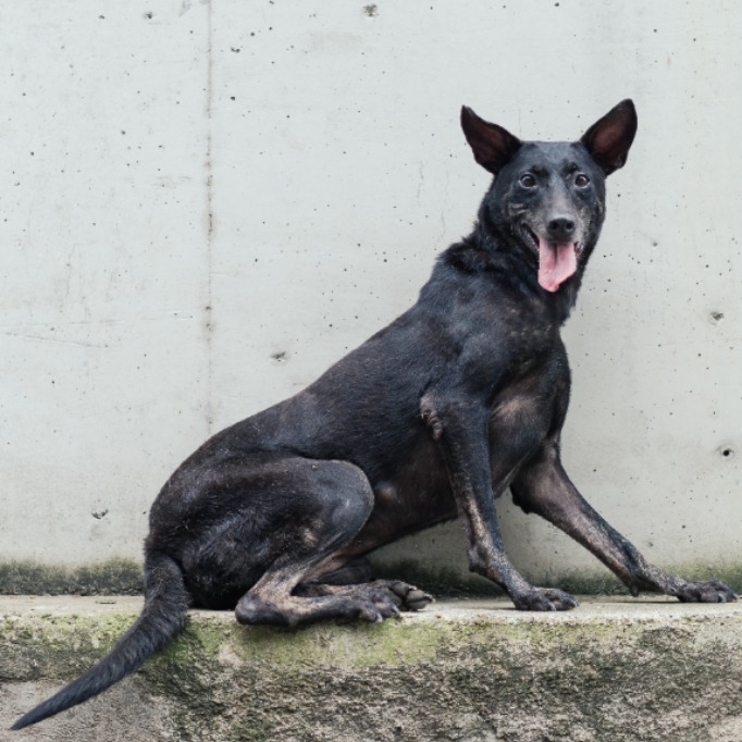 新北市已領養狗 混種犬