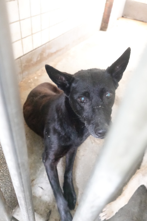 宜蘭縣已領養狗 混種犬