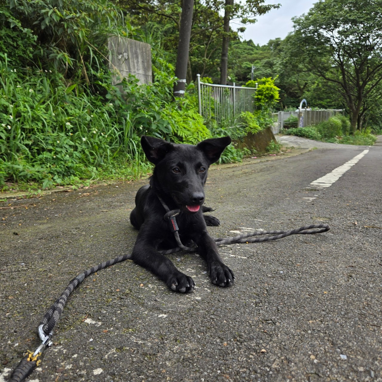 新北市已領養狗 混種犬