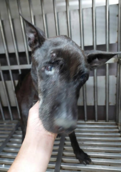 新北市待認養狗｜混種犬｜黑色｜母