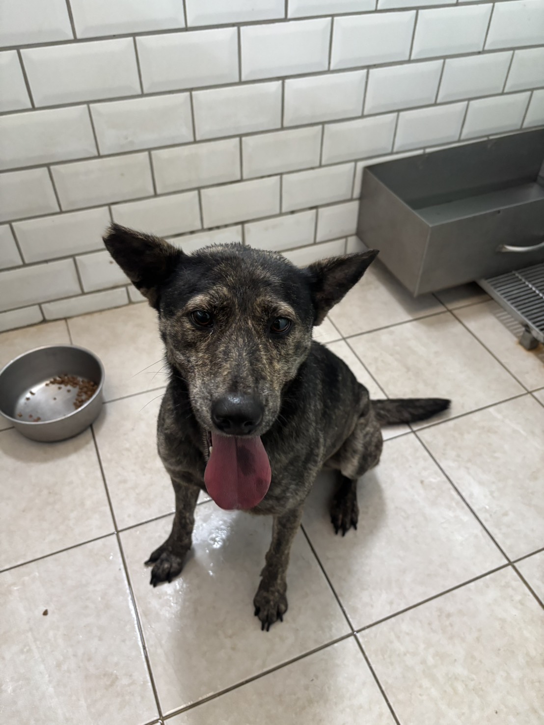 新北市已領養狗 混種犬