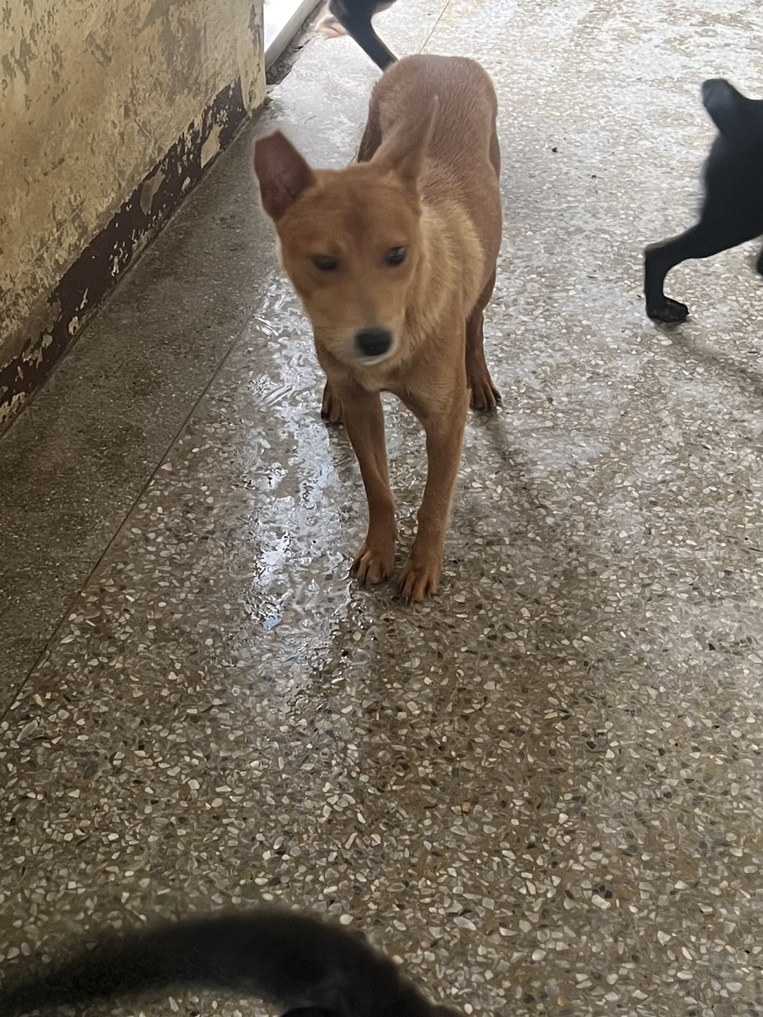 苗栗縣已領養狗 混種犬