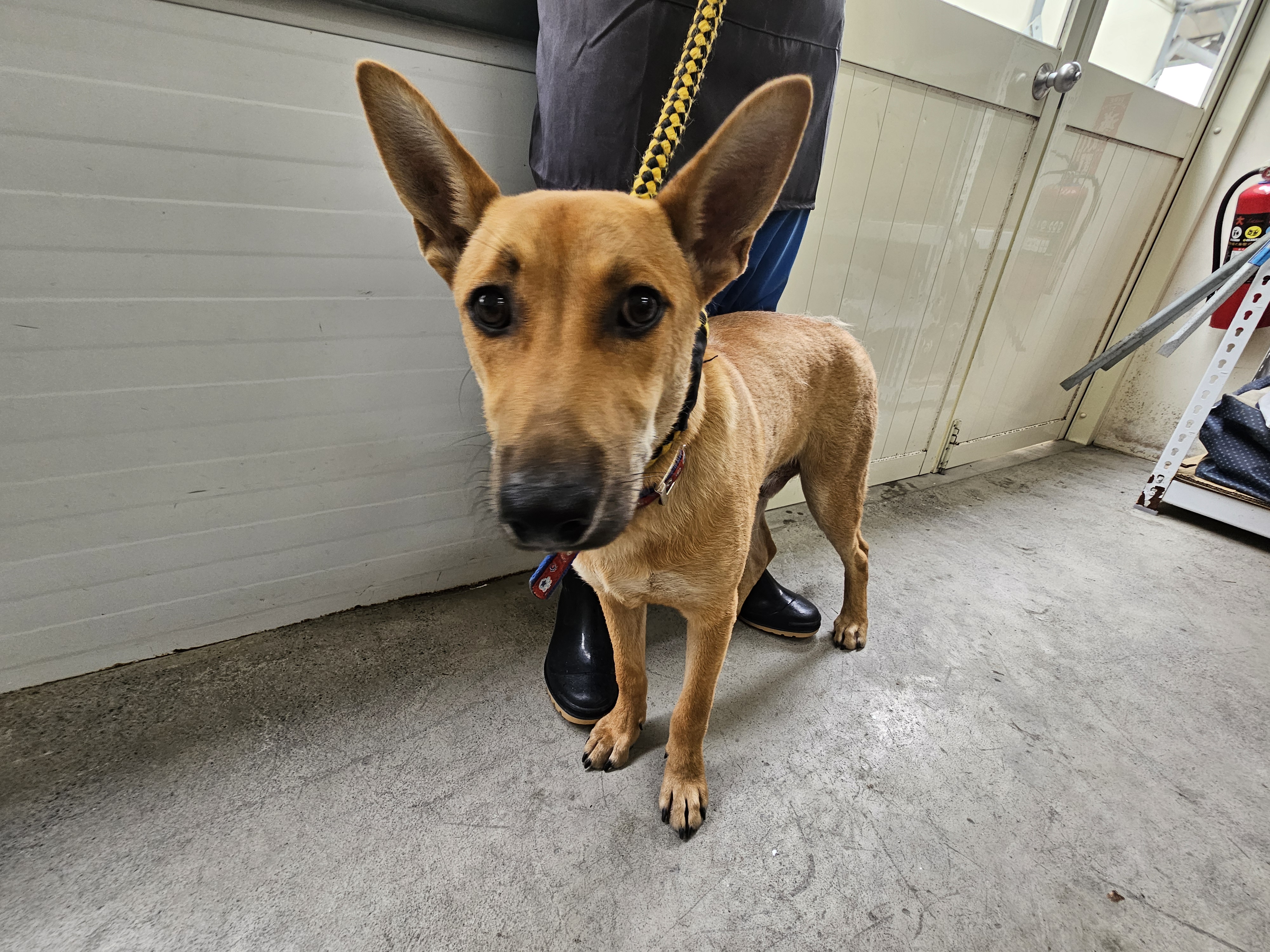 台北市已領養狗 混種犬