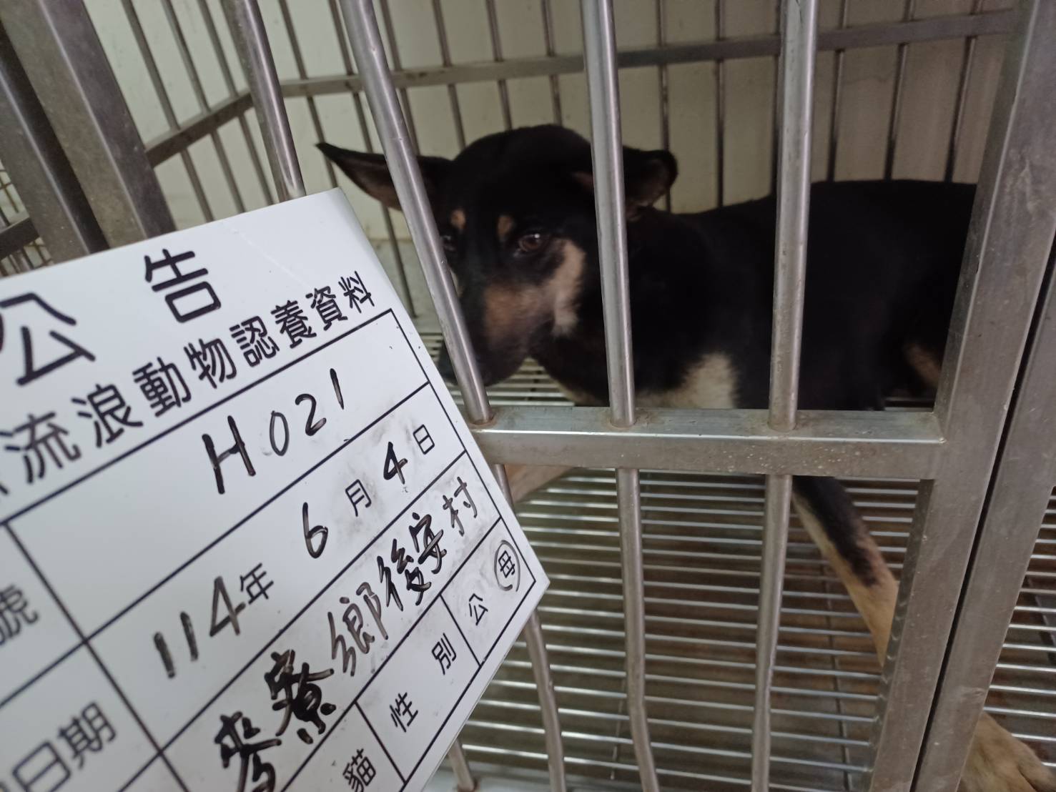 雲林縣已領養狗 混種犬