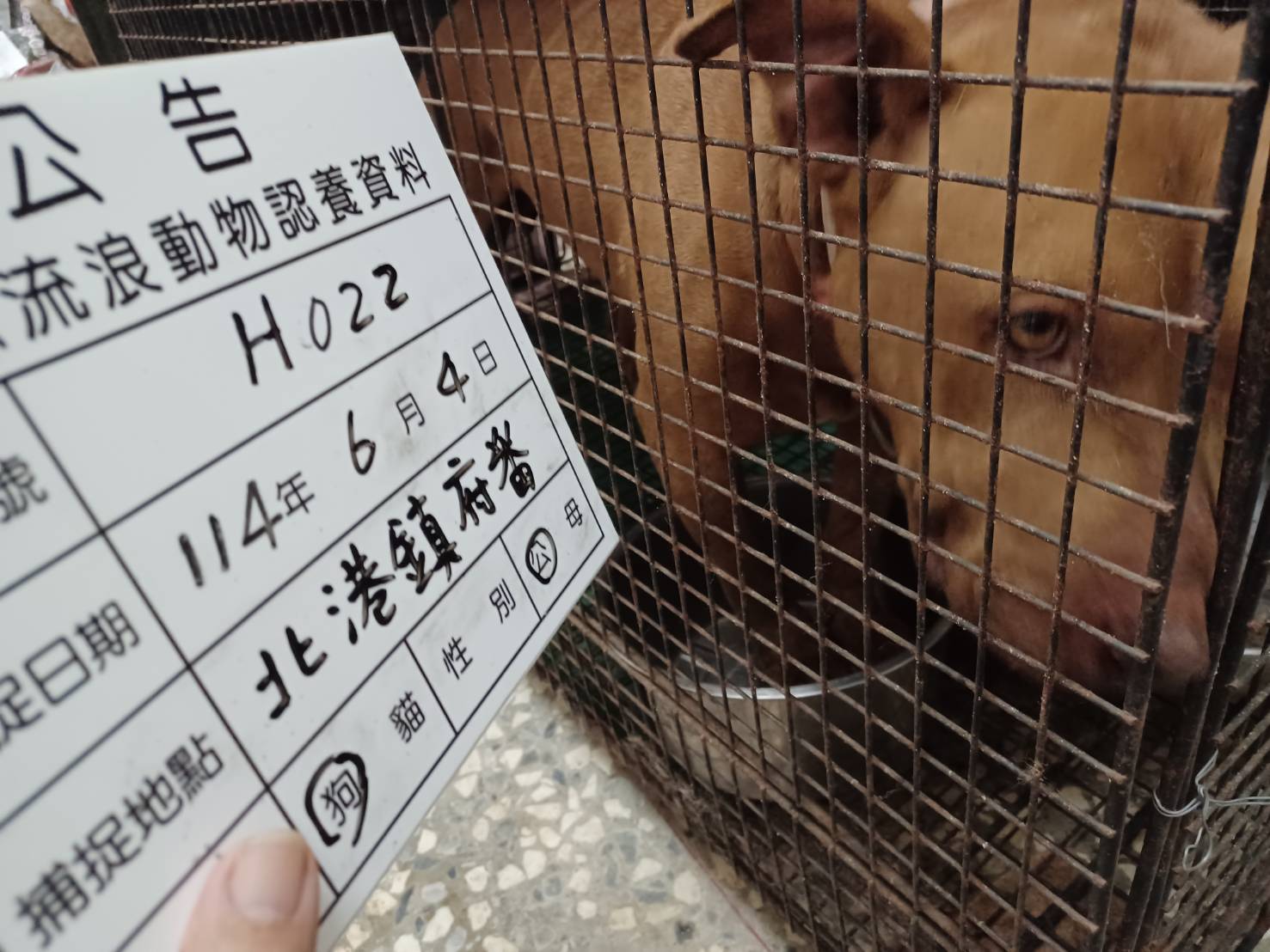 雲林縣已領養狗 比特犬