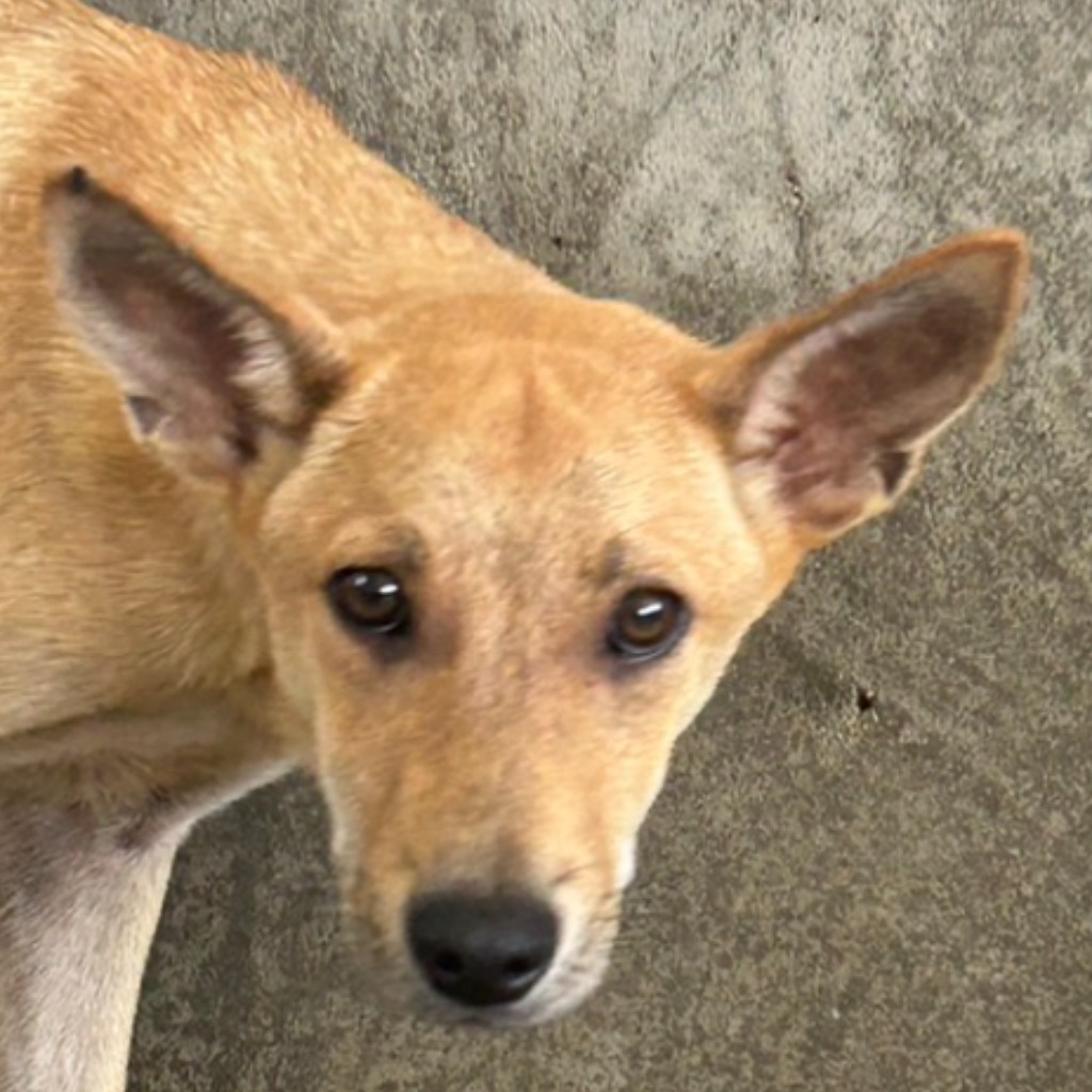 澎湖縣已領養狗 混種犬