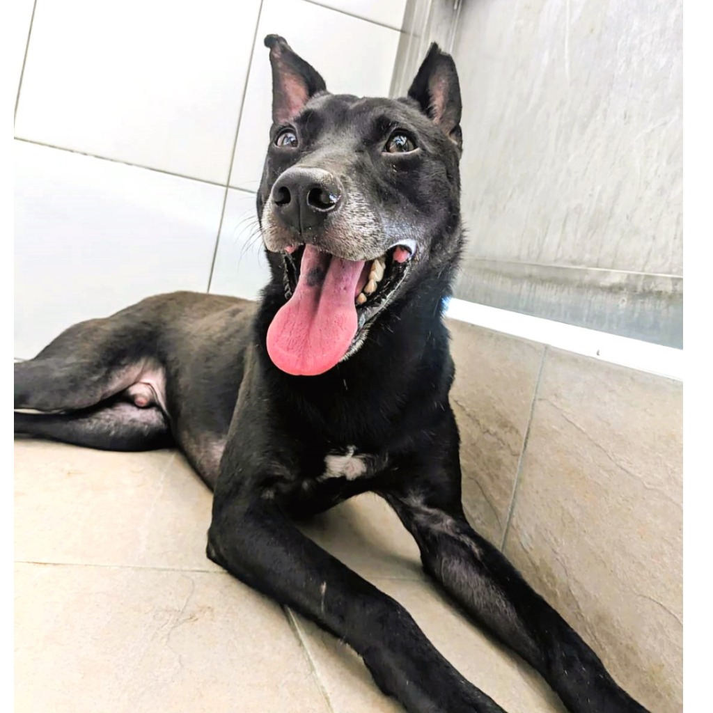 新竹縣已領養狗 混種犬
