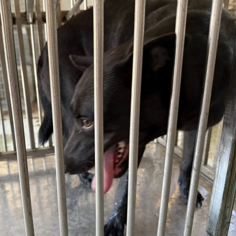 台南市已領養狗 混種犬