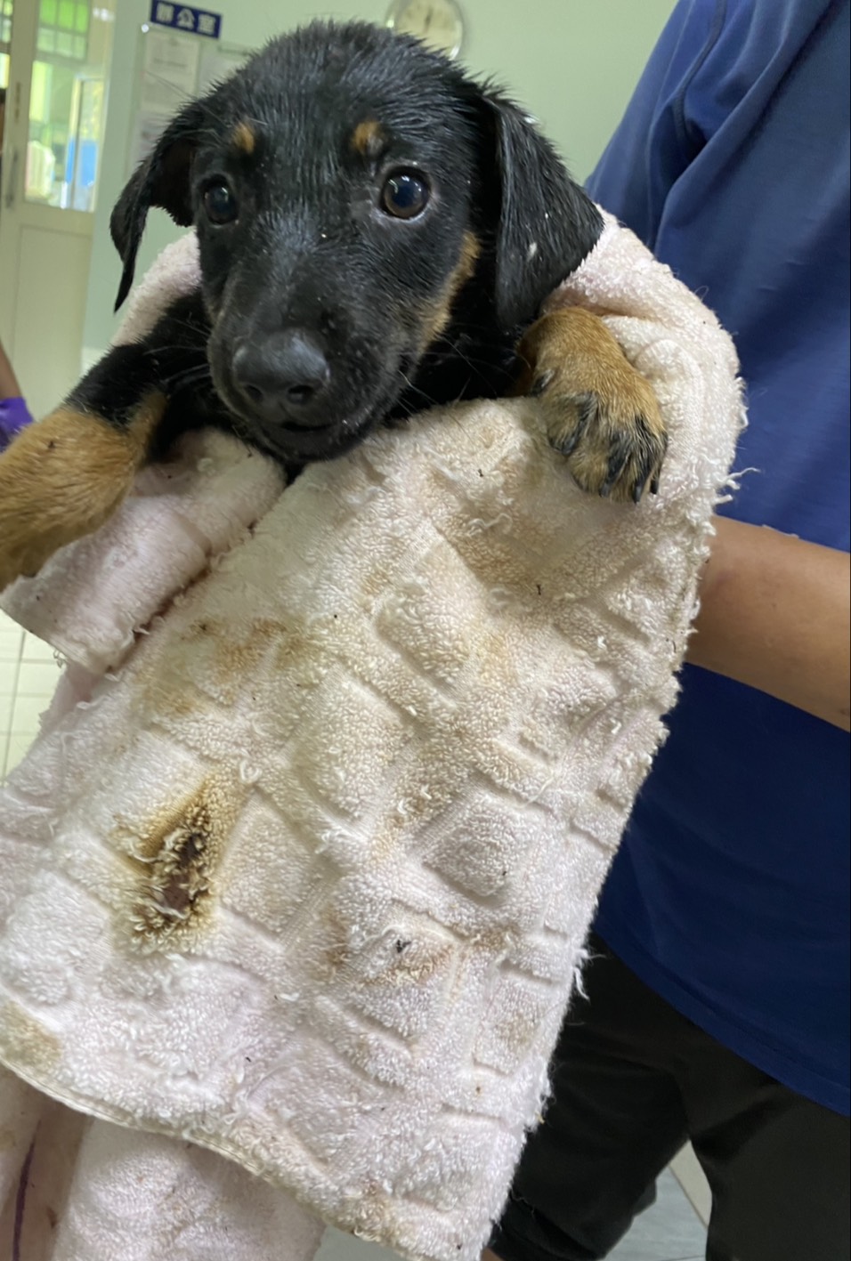 彰化縣已領養狗 混種犬