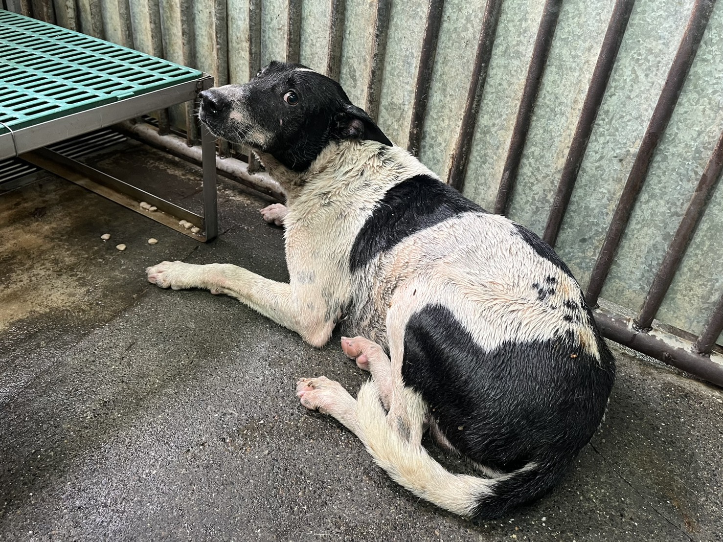 彰化縣已領養狗 混種犬