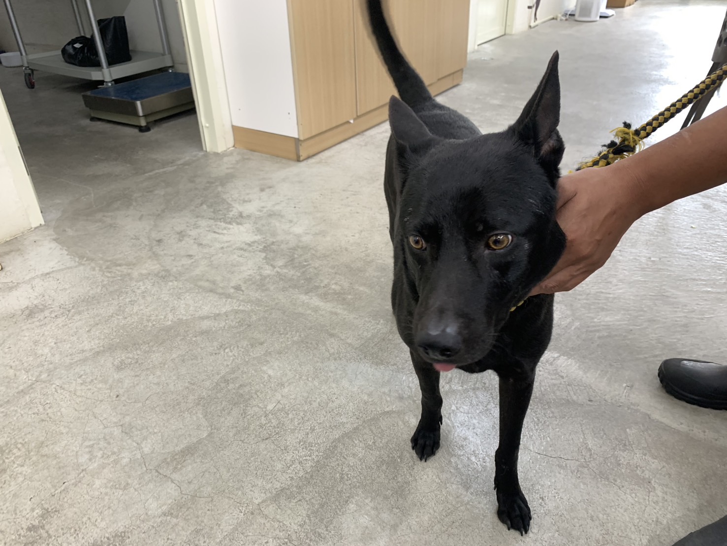台北市已領養狗 混種犬