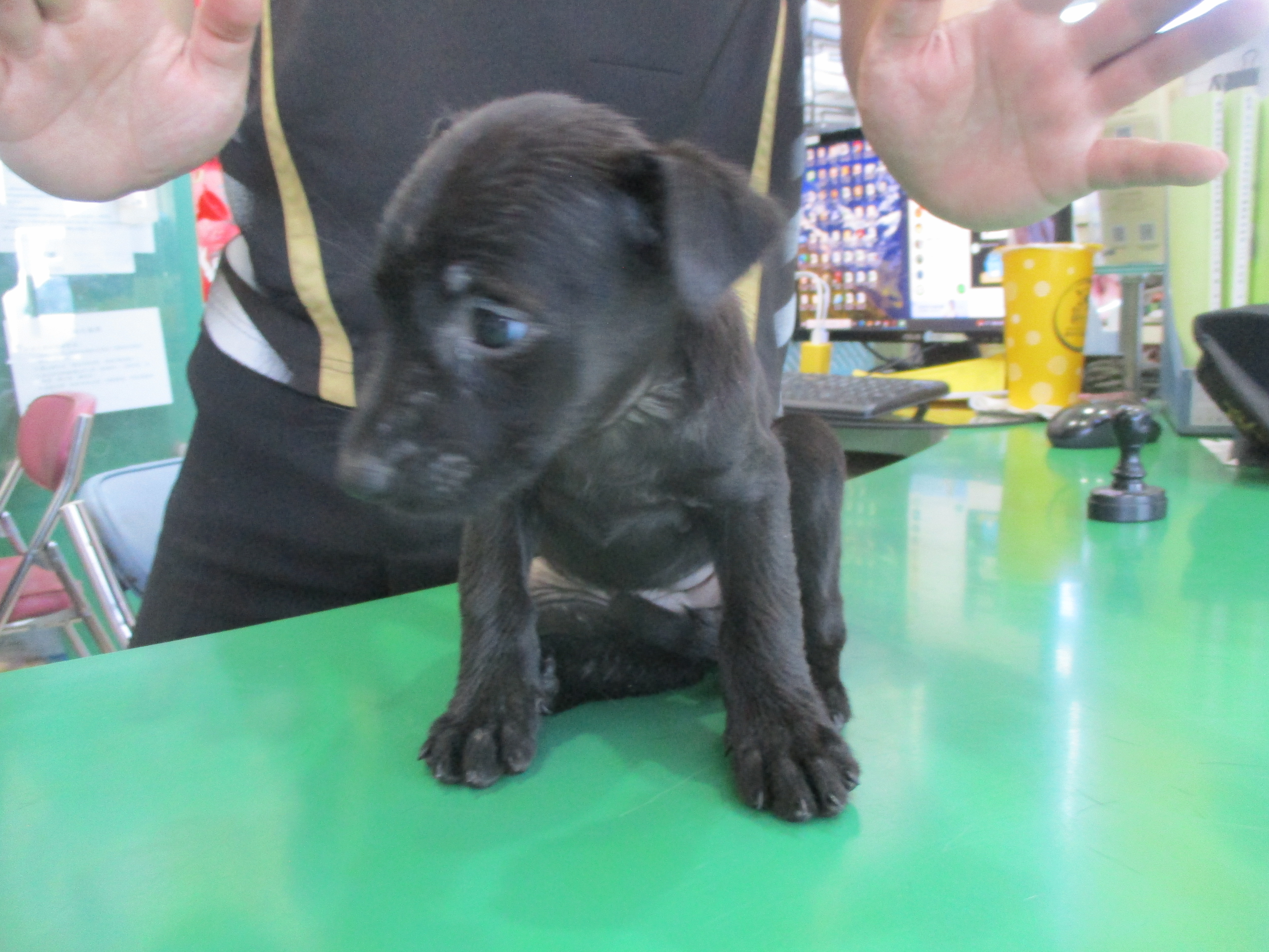 高雄市已領養狗 混種犬