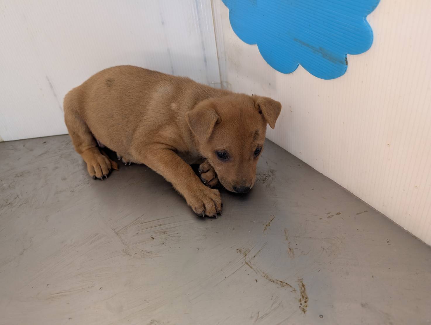 高雄市已領養狗 混種犬