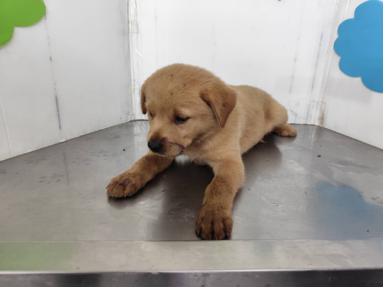 高雄市已領養狗 混種犬