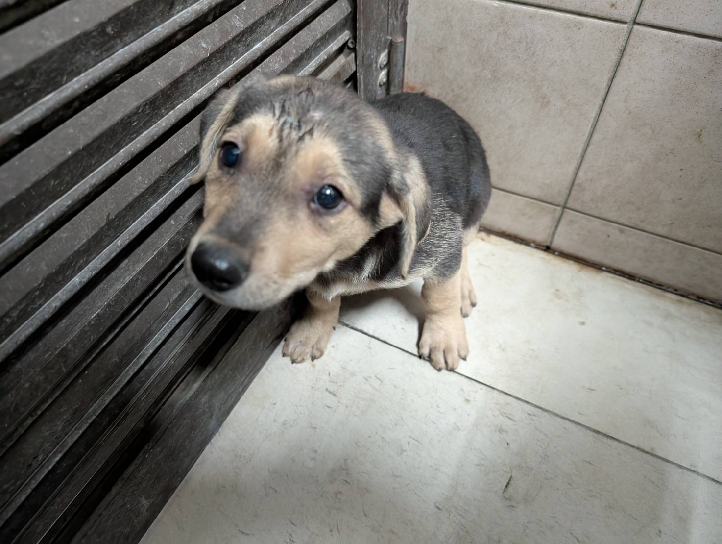 高雄市已領養狗 混種犬