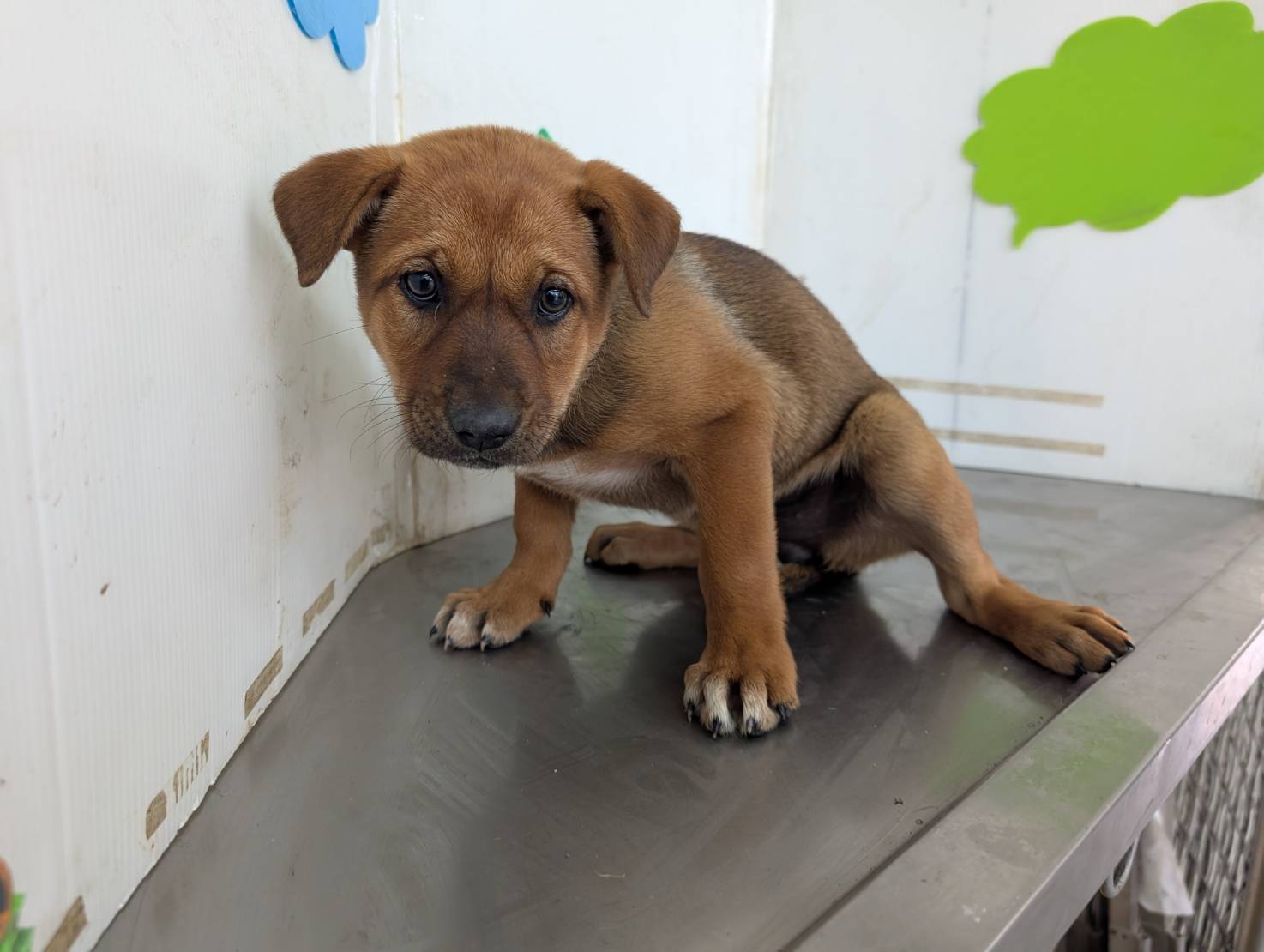 高雄市已領養狗 混種犬