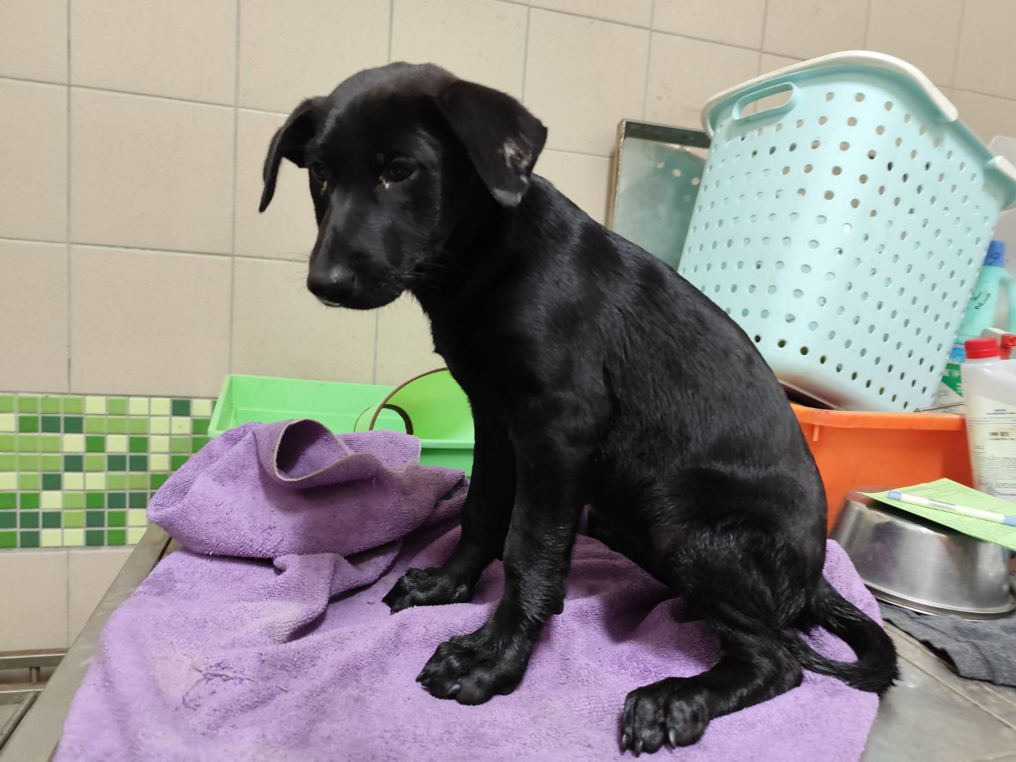 高雄市已領養狗 混種犬