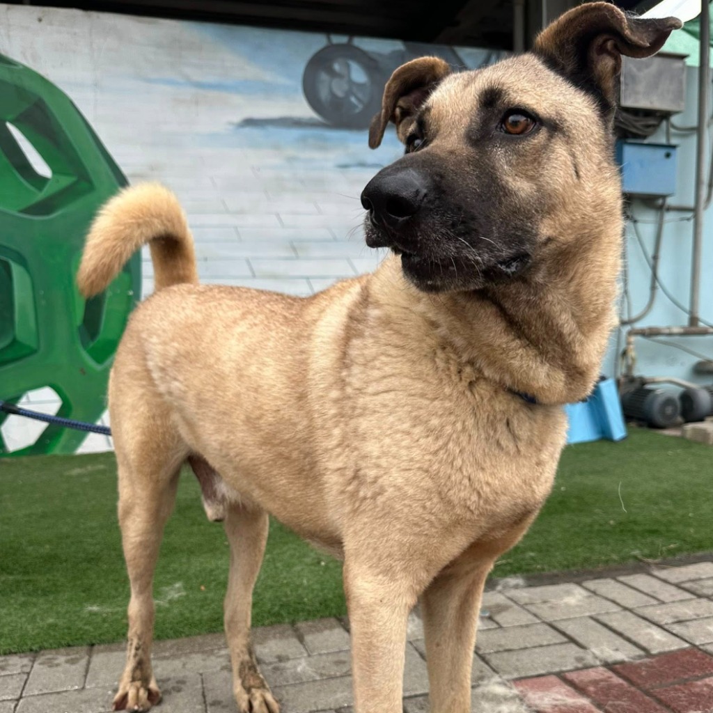 台南市已領養狗 混種犬